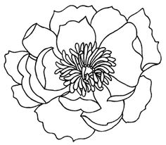 Tracing Flowers - ClipArt Best