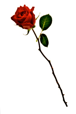 Long Stem Rose Pictures - ClipArt Best