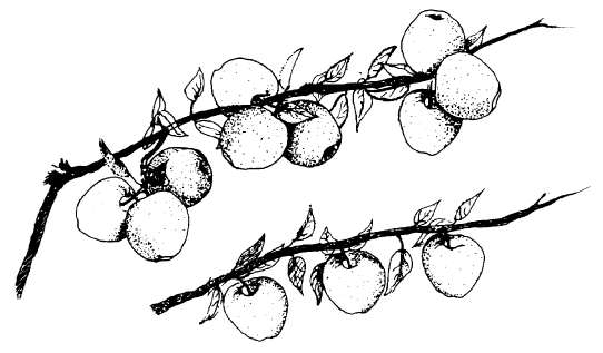 Fruit Tree Drawing - ClipArt Best