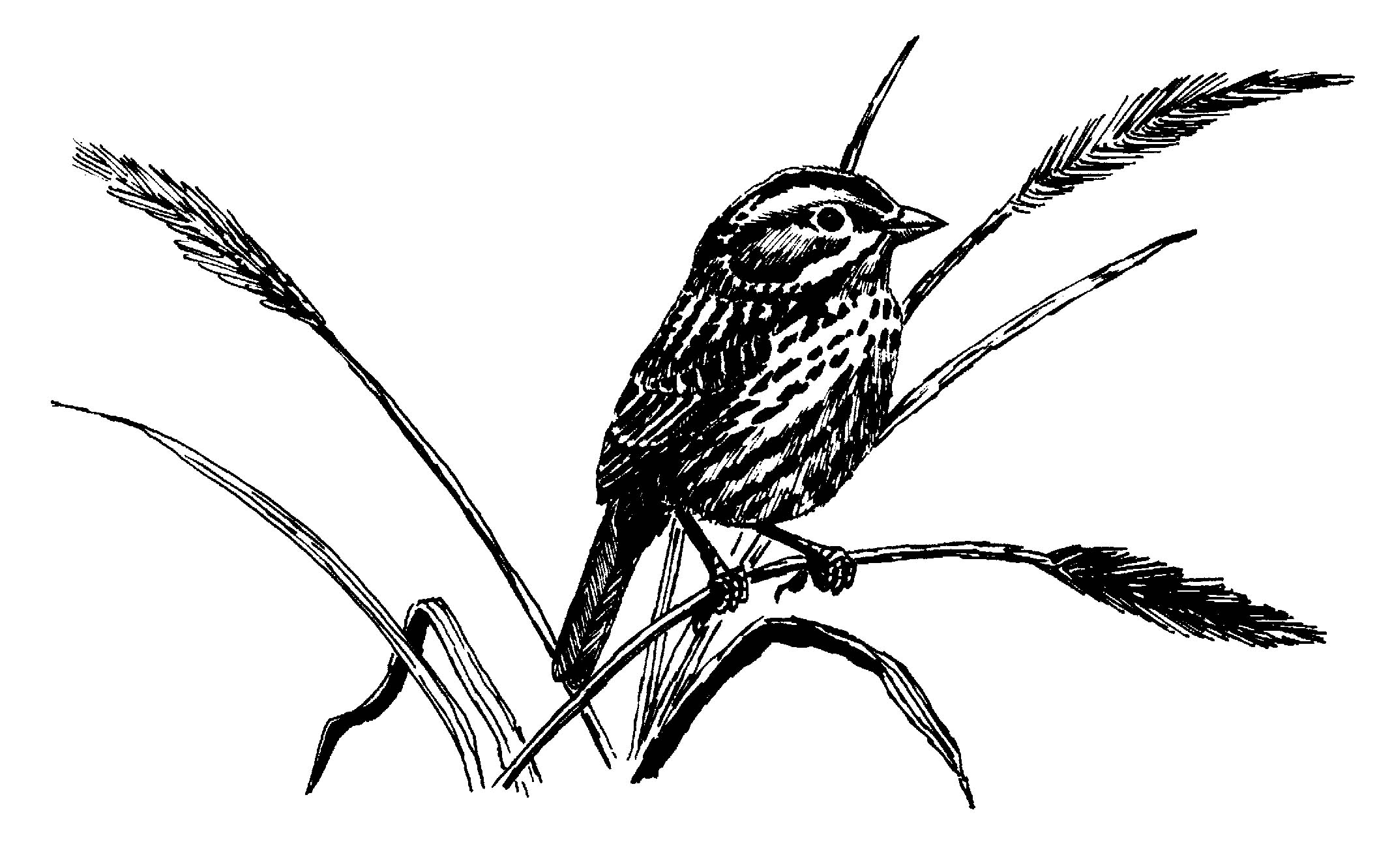 Chapter Graphics
