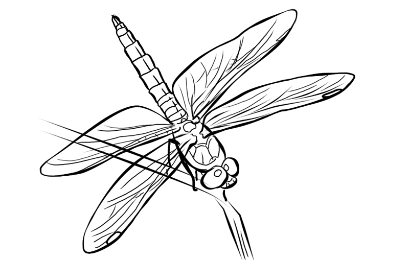 Dragonfly Line Drawing