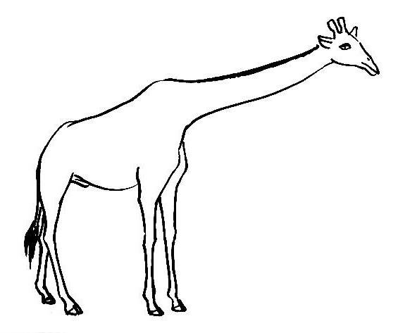 How to draw a Giraffe