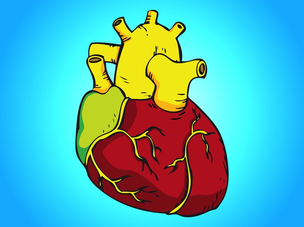 Hd Overview Human Heart Clipart Wallpaper