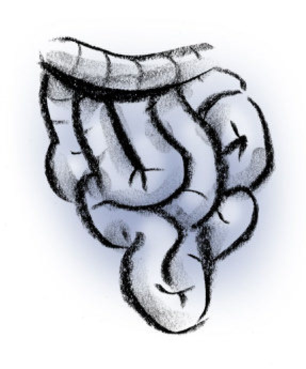 Small intestine: Fascinating facts about body parts | Toronto Star