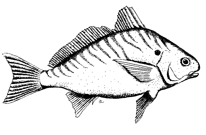Critter Guide > Fish > Spot