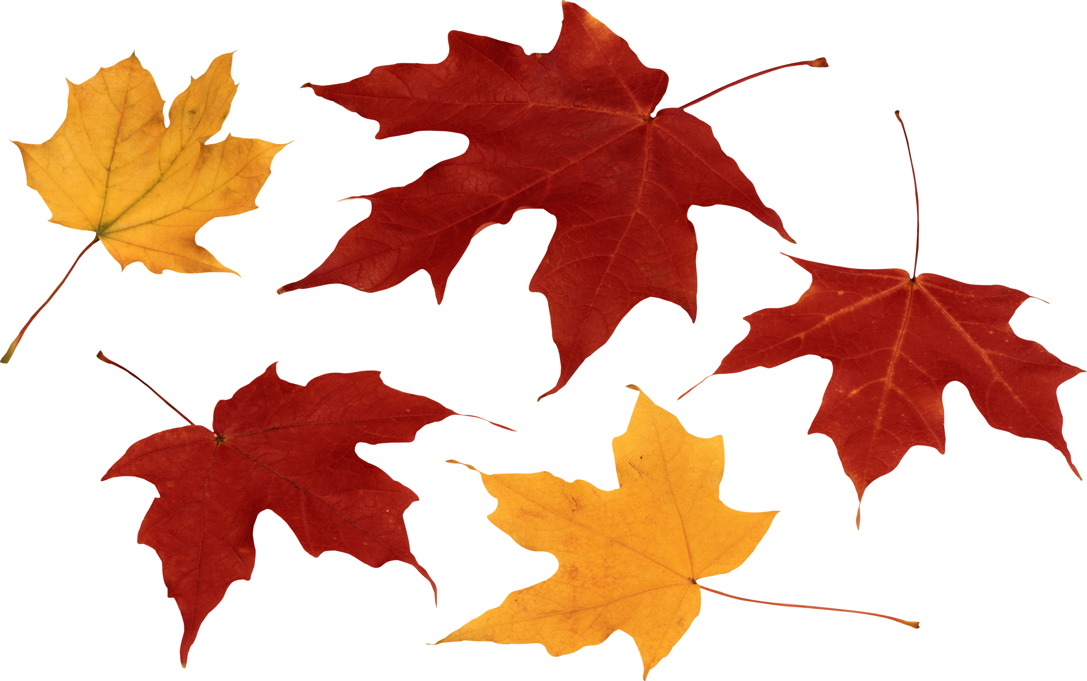 Autumn leaves PNG images, free PNG yellow leaves pictures