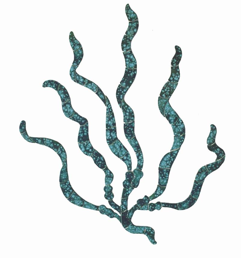11+ Sea Grass Clipart