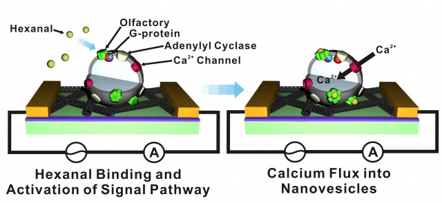 The (Dog's) Nose Knows: Sensor Mimics Canine Sniffing Cells For ...