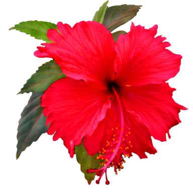 Hibiscus Flower Clipart