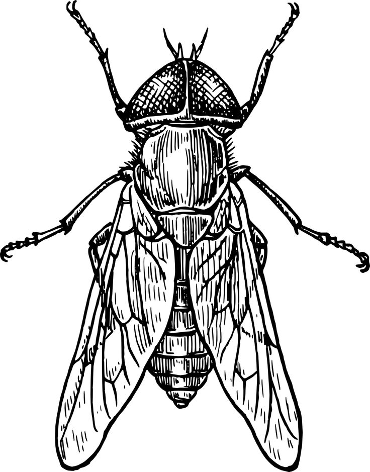 1000+ images about ART insects