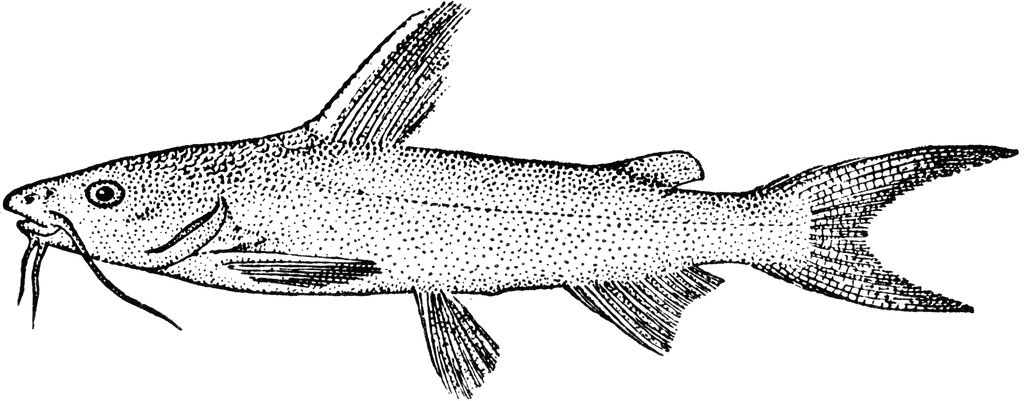 Catfish Clipart | Free Download Clip Art | Free Clip Art | on ...