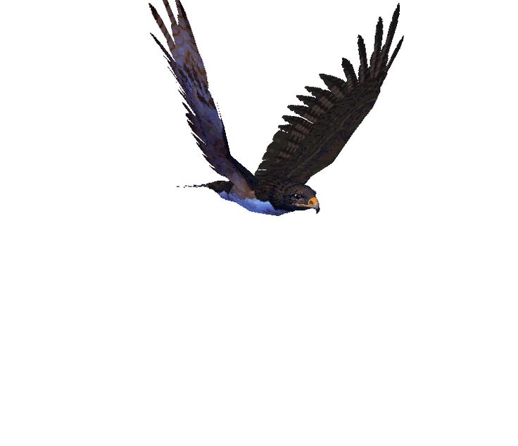 1000+ images about ANIMATED BIRDS