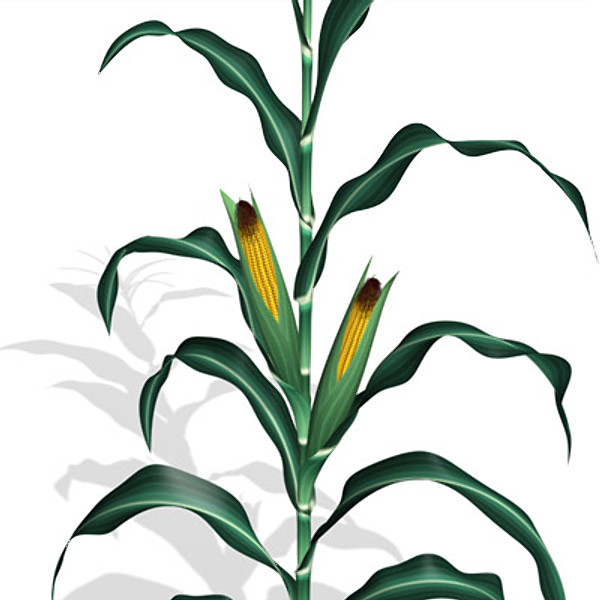 Corn Plant Clip Art