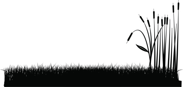 Cattail Clip Art, Vector Images & Illustrations