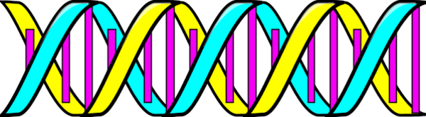 Double Helix DNA - vector Clip Art