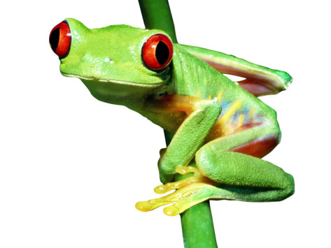 Red-Eyed Tree Frog Photographic Print by David M. Dennis at ...