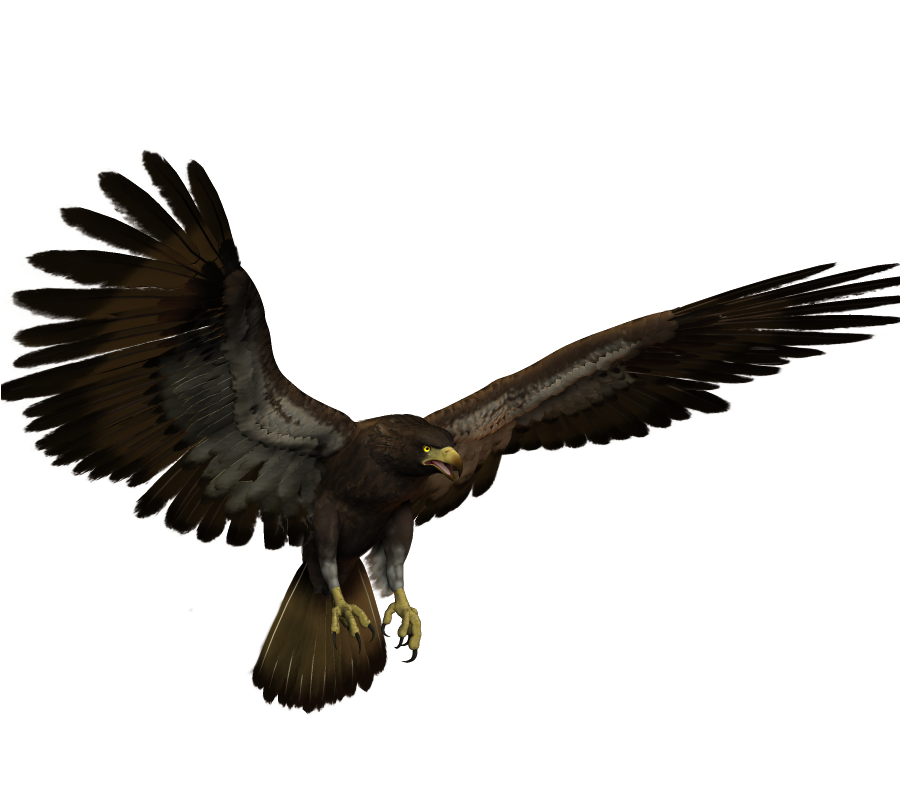 owl