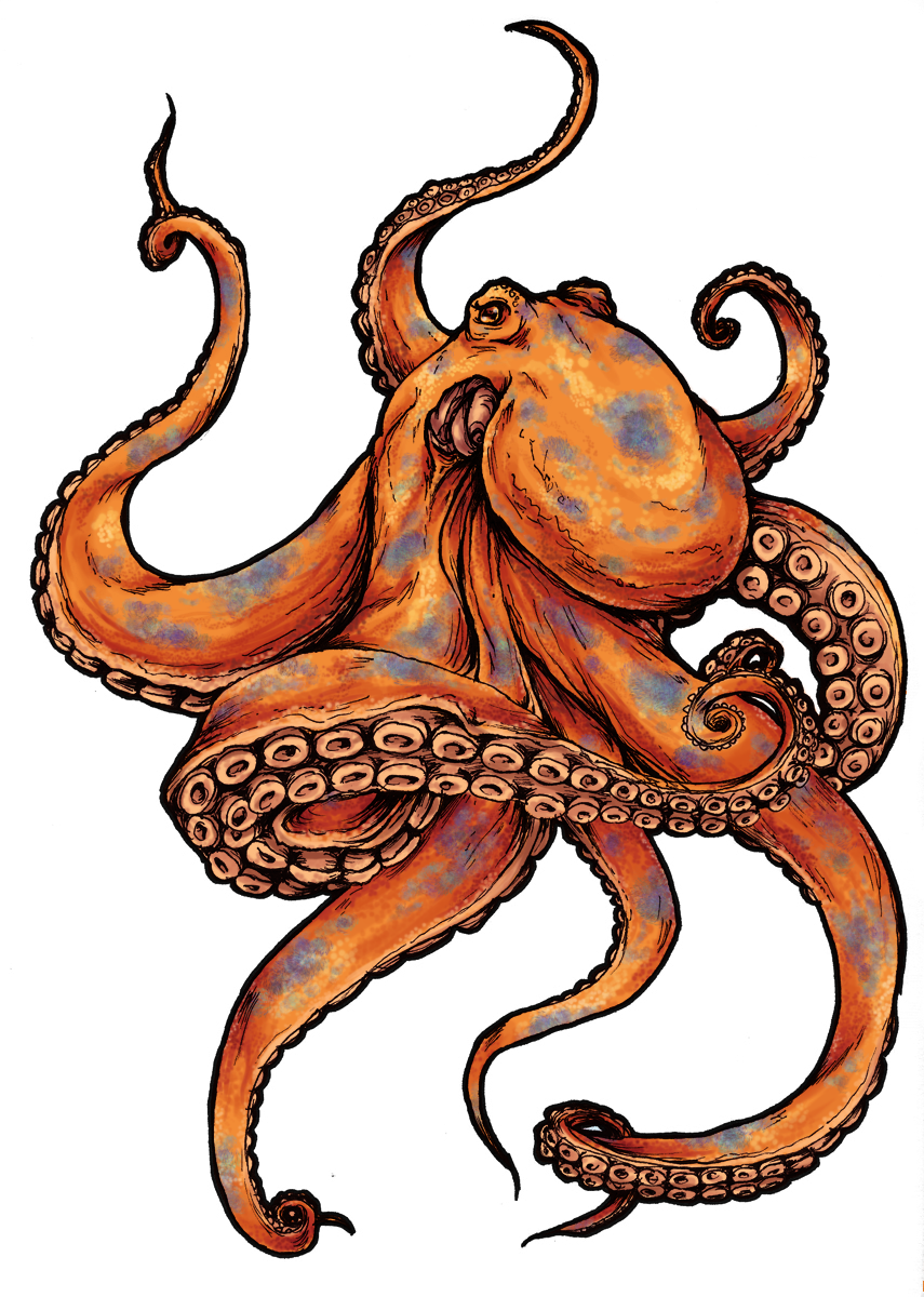 Octopus PNG Transparent Images | PNG All