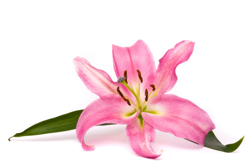 Stargazer Lily Pictures, Images and Stock Photos