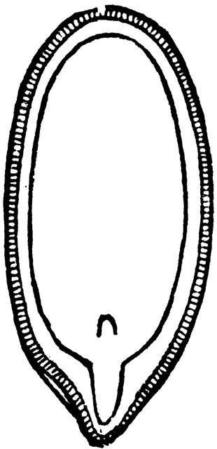 Black and white pumpkin seed clipart