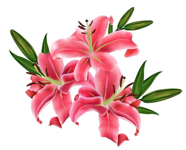 1000+ images about FLOWER | Clip art, Lilies flowers ...