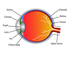 Search photos choroid