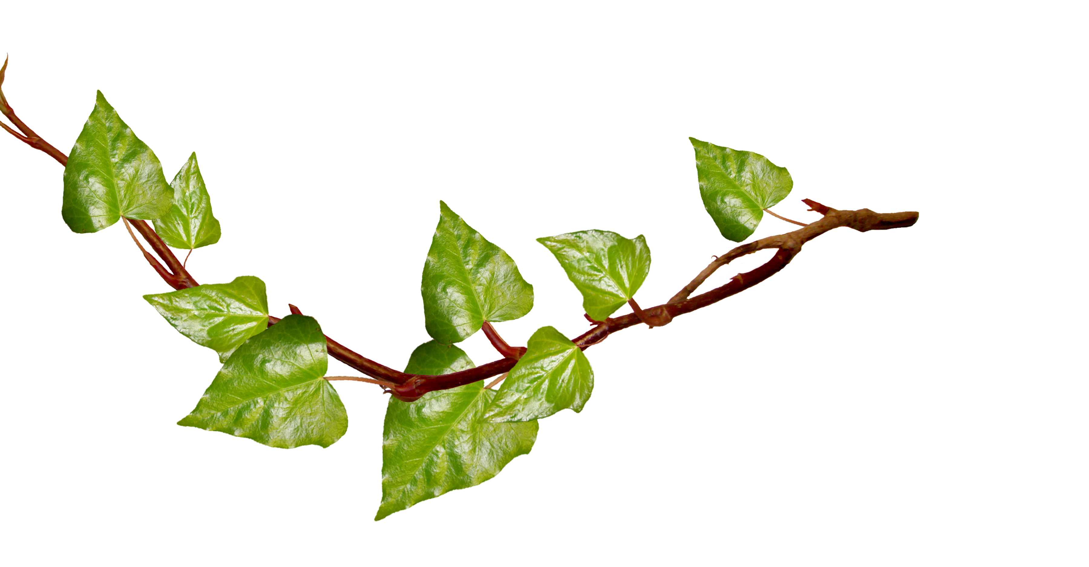 Ivy Png - ClipArt Best