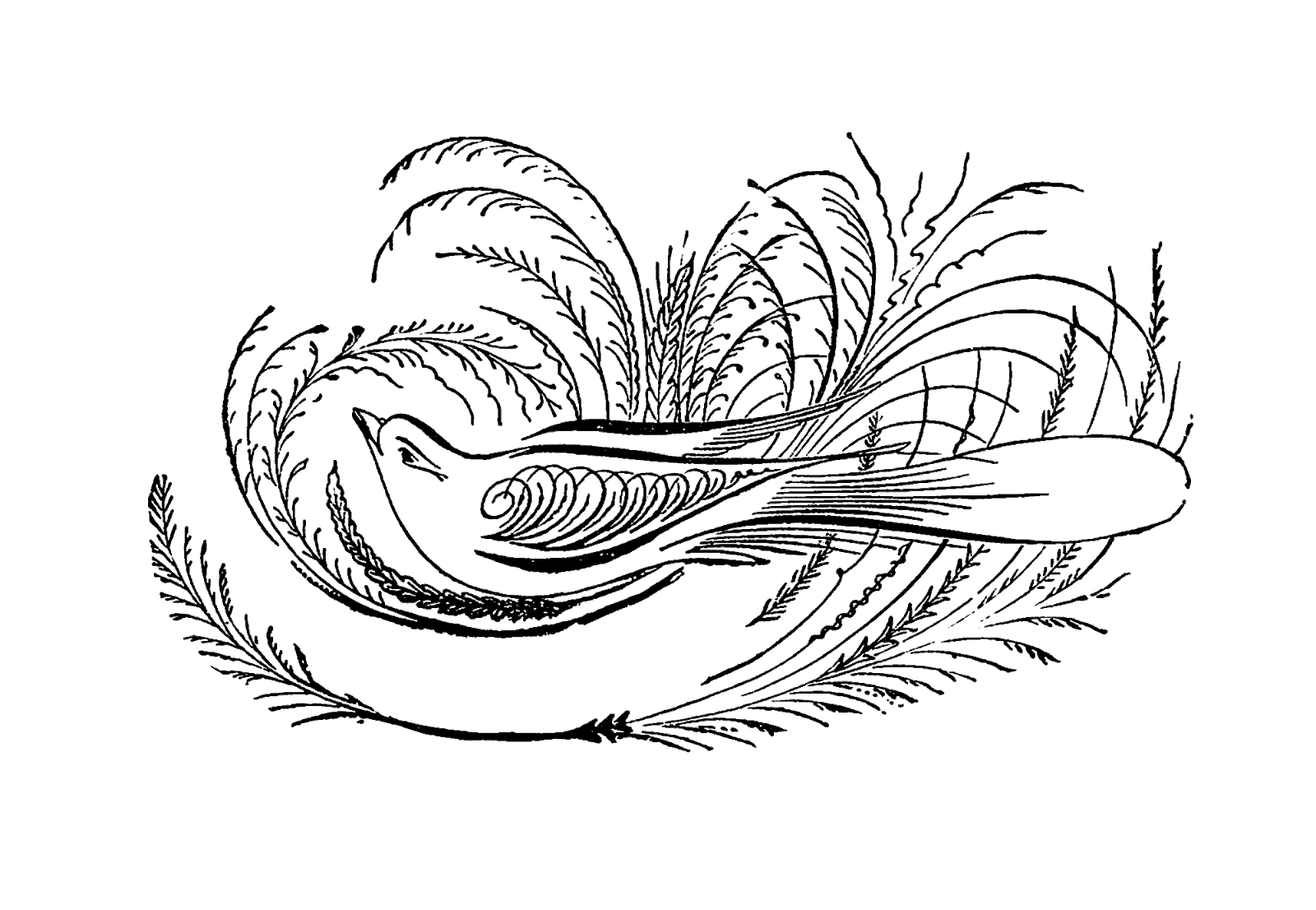 14 Free Calligraphy Designs Images - Tattoo Fonts Script ...