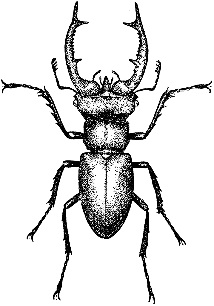 Stag beetle clipart