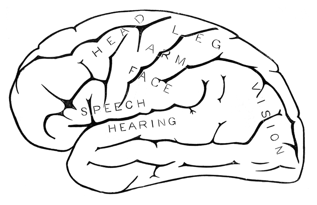 Human Brain