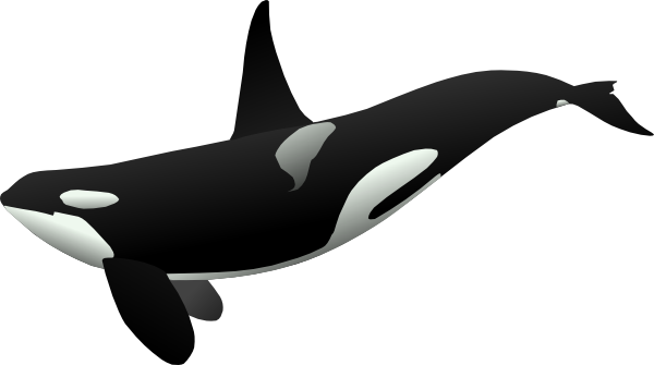 Orcas Clip Art - Free Clipart Images