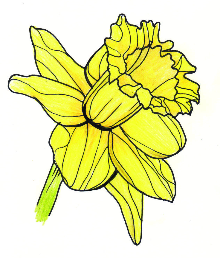 Daffodils Picture | Free Download Clip Art | Free Clip Art | on ...