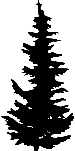 Gallery For &gt; Evergreen Tree Silhouette