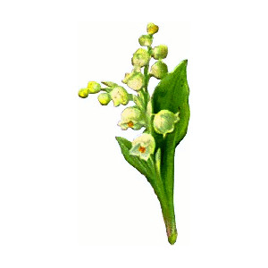 spray lily valley clip art, public domain image - Polyvore
