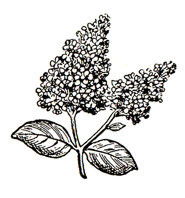 Clip Art Flowers Purple Lilacs Clipart