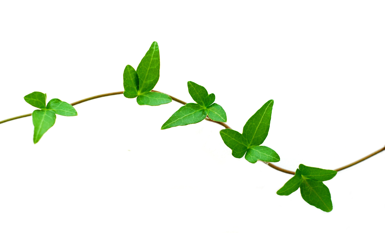 Horizontal vine clipart green