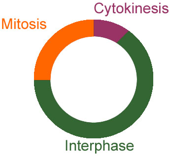 Cell Cycle - ScienceAid