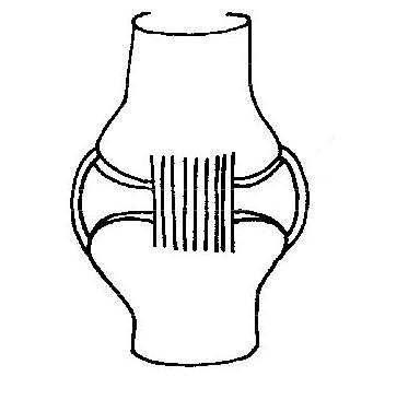 Anatomy and Physiology of Animals/The Skeleton - Wikibooks, open ...