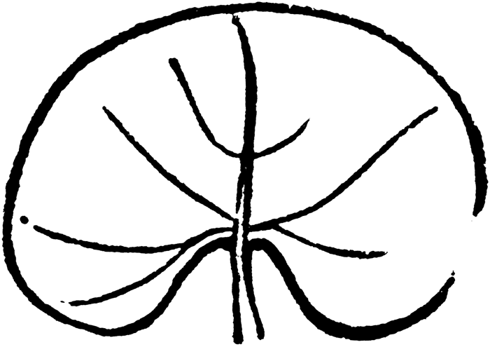Lily Pad Outline Clipart