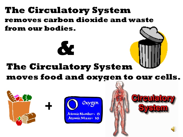 Circulatory system slide show