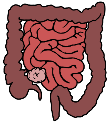 Digestion Assignment on emaze