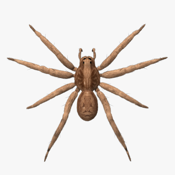 Animated Spider Pictures - ClipArt Best