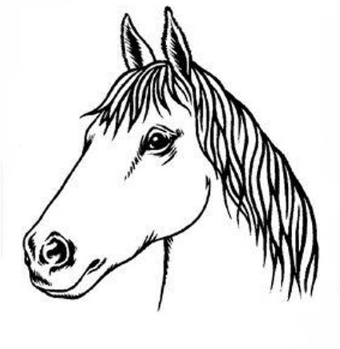 1000+ images about horse dragon
