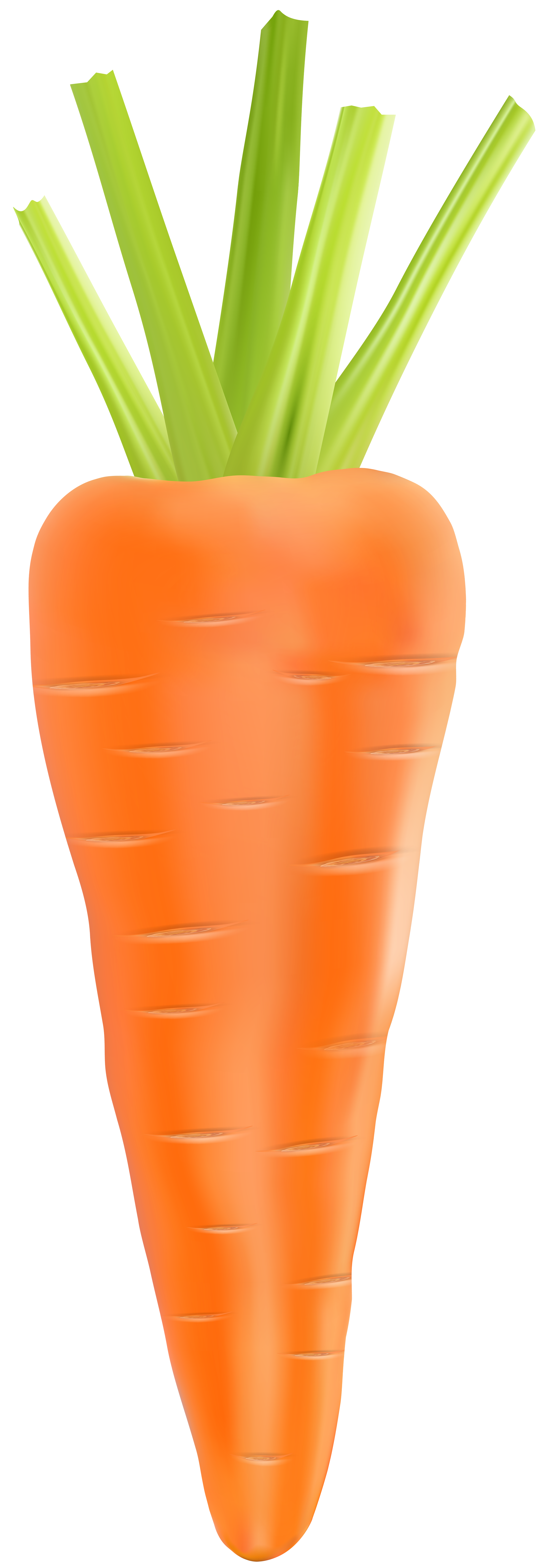 Carrot Transparent PNG Clip Art Image