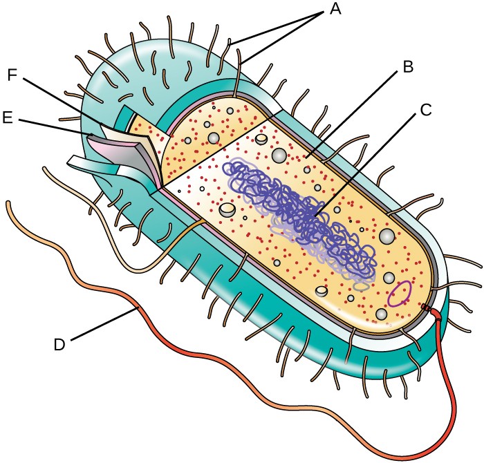 Unique Characteristics of Prokaryotic Cells | Microbiology