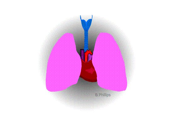Respiratory Care Facts | MVCC | Mohawk Valley Community College