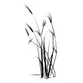 Reed Clipart - Free Clipart Images