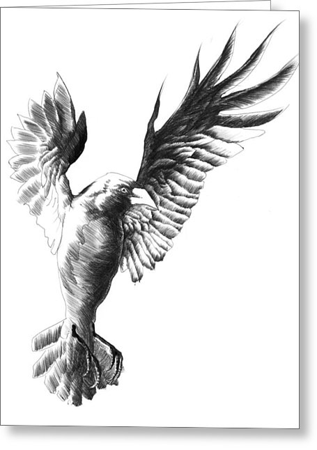 Flying Crow Drawing by Jin Lim