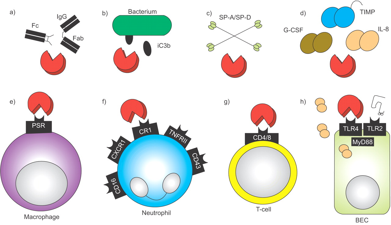 Inhibition of airway proteases in cystic fibrosis lung disease ...