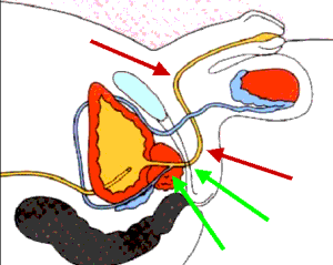 UROLOG